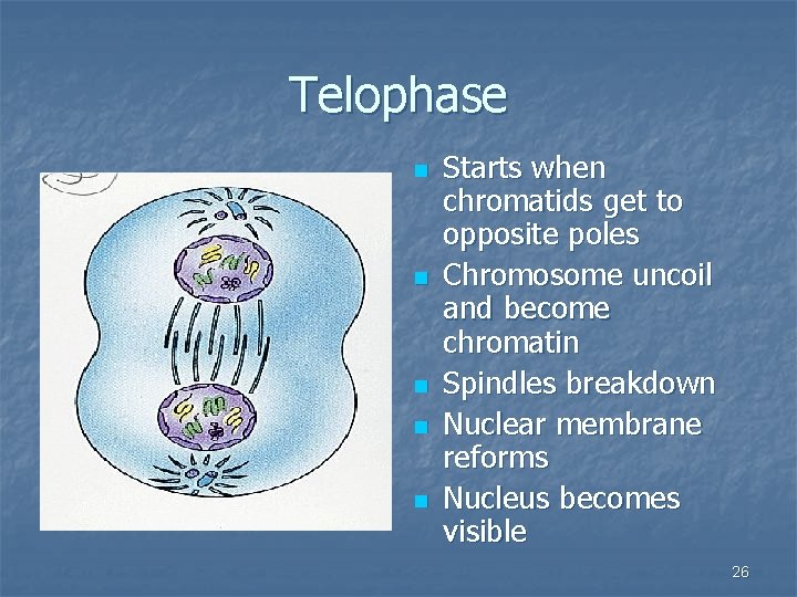 Telophase n n n Starts when chromatids get to opposite poles Chromosome uncoil and