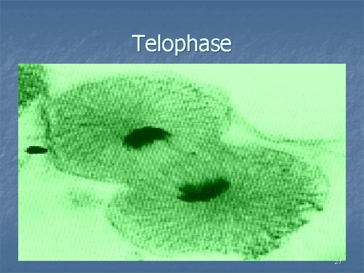 Telophase 27 