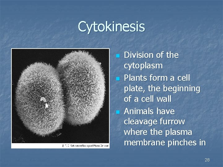 Cytokinesis n n n Division of the cytoplasm Plants form a cell plate, the
