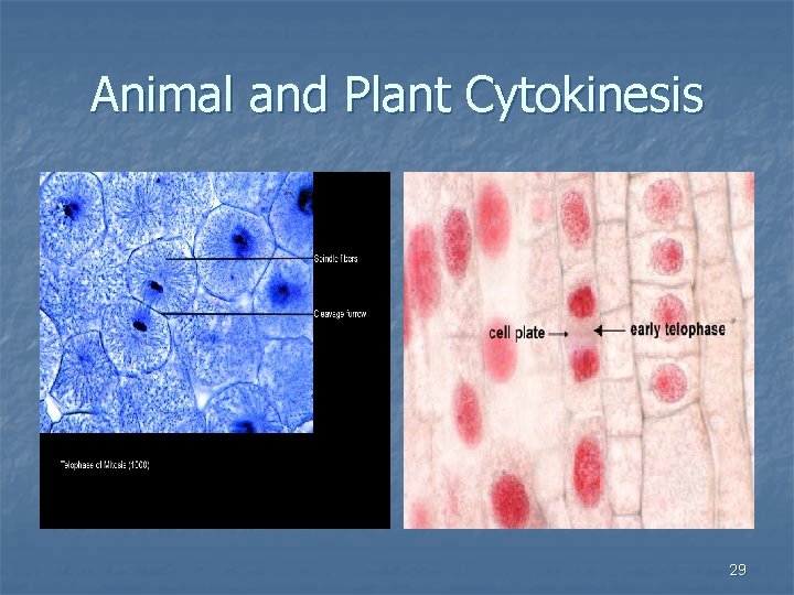 Animal and Plant Cytokinesis 29 