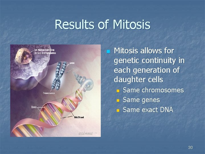 Results of Mitosis n Mitosis allows for genetic continuity in each generation of daughter