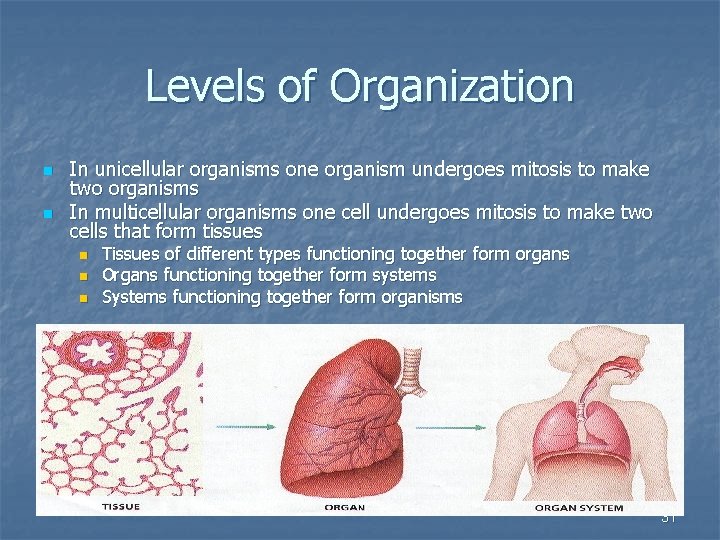 Levels of Organization n n In unicellular organisms one organism undergoes mitosis to make