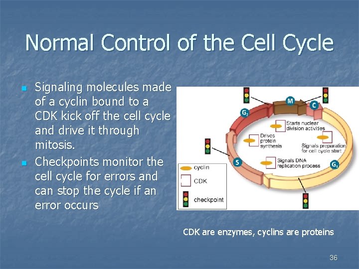 Normal Control of the Cell Cycle n n Signaling molecules made of a cyclin