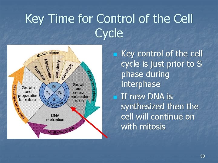 Key Time for Control of the Cell Cycle n n Key control of the