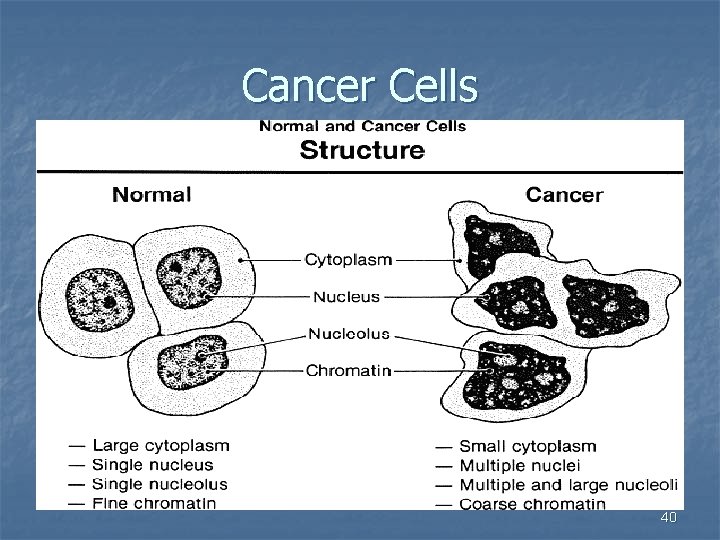 Cancer Cells 40 