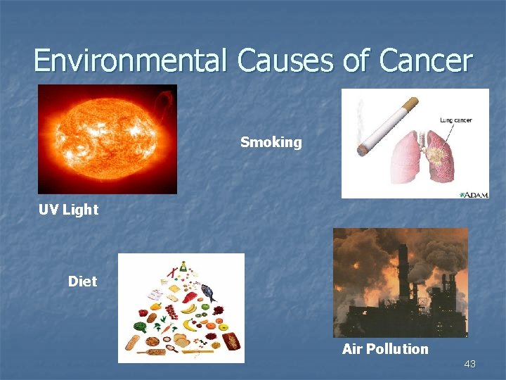 Environmental Causes of Cancer Smoking UV Light Diet Air Pollution 43 