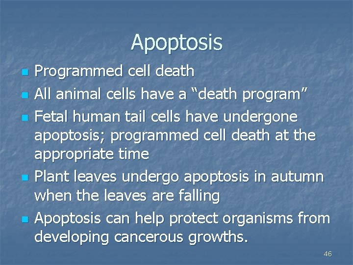 Apoptosis n n n Programmed cell death All animal cells have a “death program”