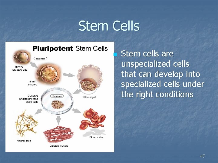 Stem Cells n Stem cells are unspecialized cells that can develop into specialized cells