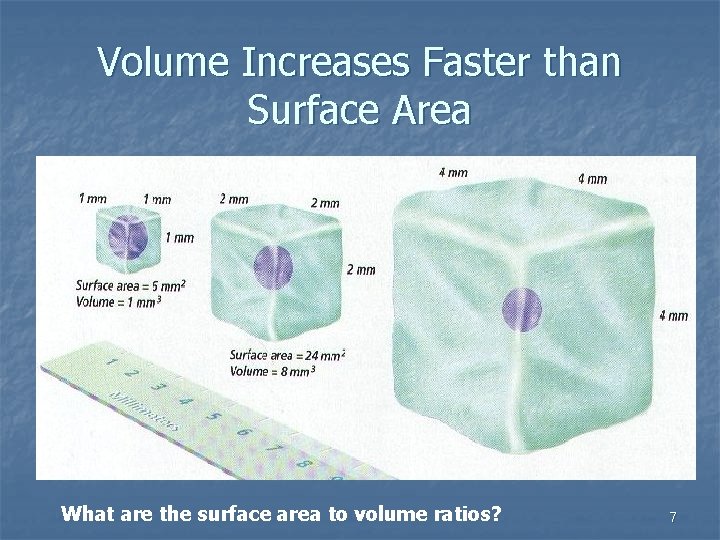 Volume Increases Faster than Surface Area What are the surface area to volume ratios?