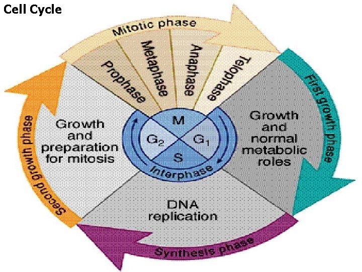 Cell Cycle 9 