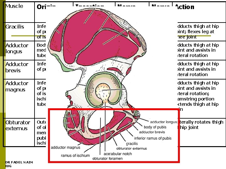 Muscle Origin Insertion Nerve Supply Nerve Action Roots Gracilis Inferior ramus of pubis, ramus