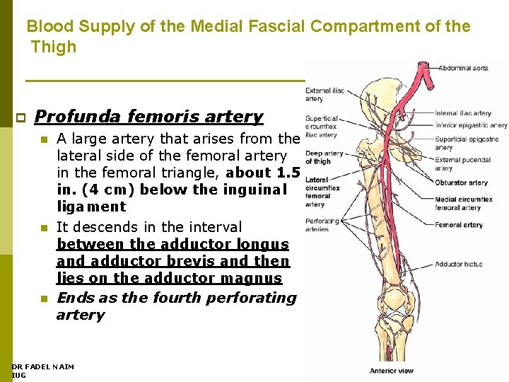 Blood Supply of the Medial Fascial Compartment of the Thigh p Profunda femoris artery