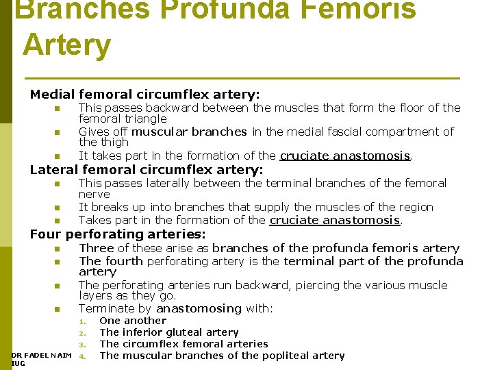 Branches Profunda Femoris Artery Medial femoral circumflex artery: n n n This passes backward