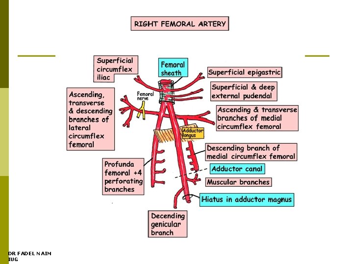 DR FADEL NAIM IUG 