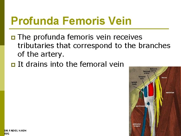 Profunda Femoris Vein The profunda femoris vein receives tributaries that correspond to the branches