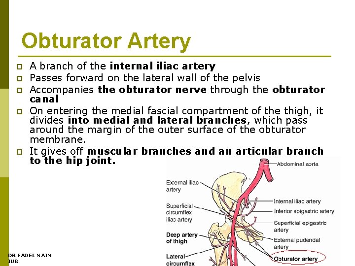 Obturator Artery p p p A branch of the internal iliac artery Passes forward