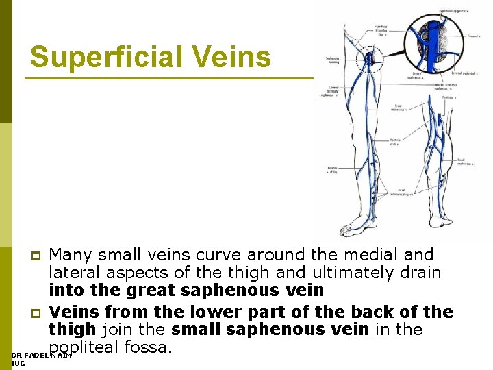 Superficial Veins Many small veins curve around the medial and lateral aspects of the