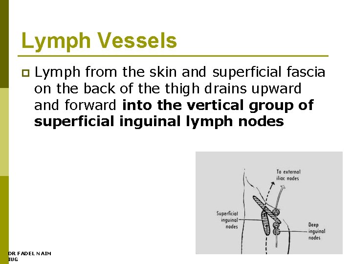 Lymph Vessels p Lymph from the skin and superficial fascia on the back of