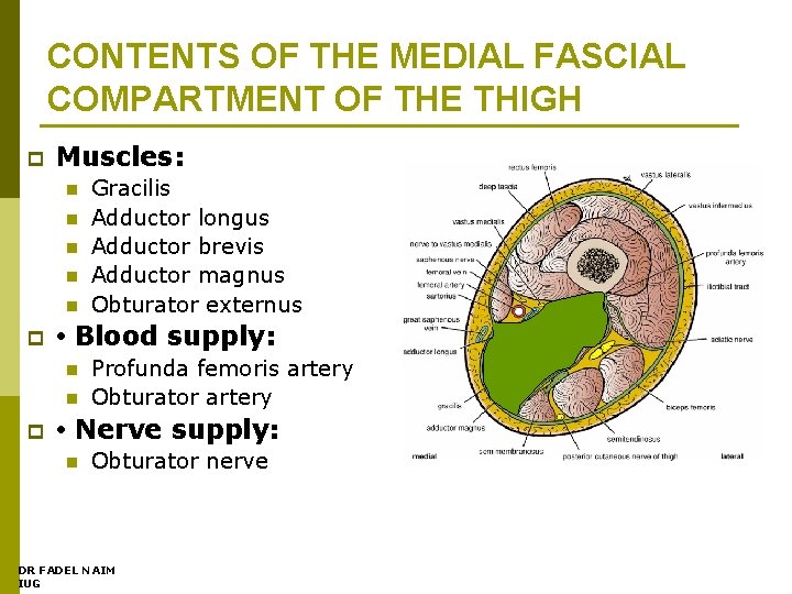 CONTENTS OF THE MEDIAL FASCIAL COMPARTMENT OF THE THIGH p Muscles: n n n