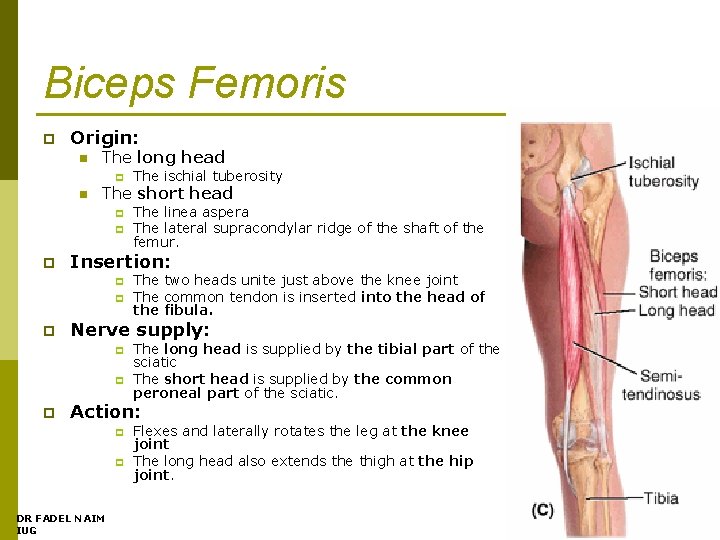 Biceps Femoris p Origin: n The long head p n The short head p