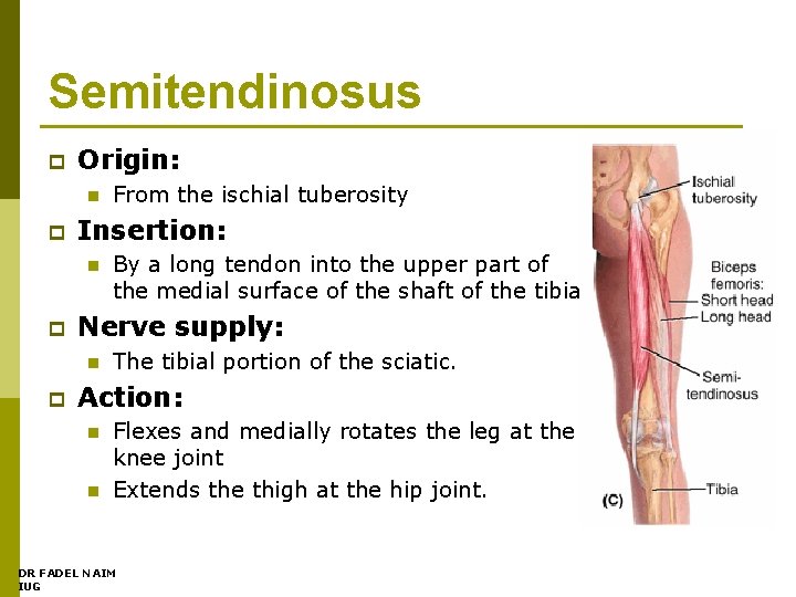 Semitendinosus p Origin: n p Insertion: n p By a long tendon into the