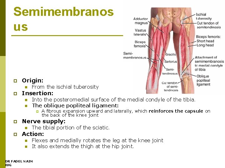 Semimembranos us p Origin: n p From the ischial tuberosity Insertion: n n Into