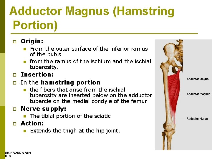 Adductor Magnus (Hamstring Portion) p Origin: n n p p Insertion: In the hamstring