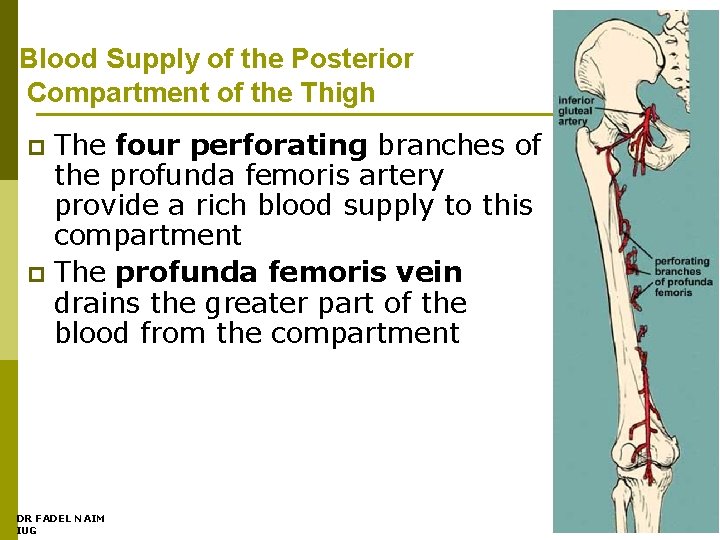 Blood Supply of the Posterior Compartment of the Thigh The four perforating branches of