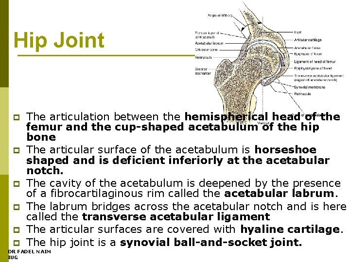 Hip Joint p p p The articulation between the hemispherical head of the femur