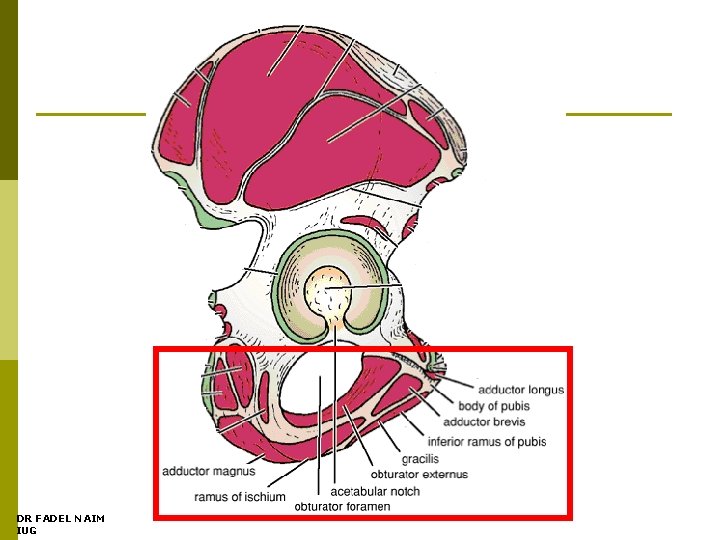 DR FADEL NAIM IUG 