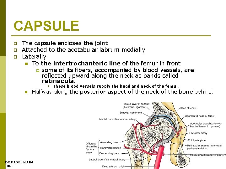 CAPSULE p p p The capsule encloses the joint Attached to the acetabular labrum