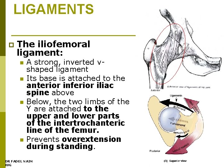 LIGAMENTS p The iliofemoral ligament: n n A strong, inverted vshaped ligament Its base