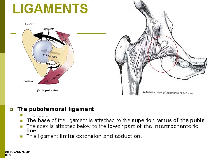 LIGAMENTS p The pubofemoral ligament n n Triangular The base of the ligament is