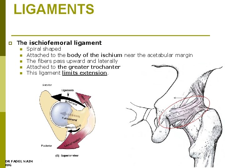 LIGAMENTS p The ischiofemoral ligament n n n Spiral shaped Attached to the body