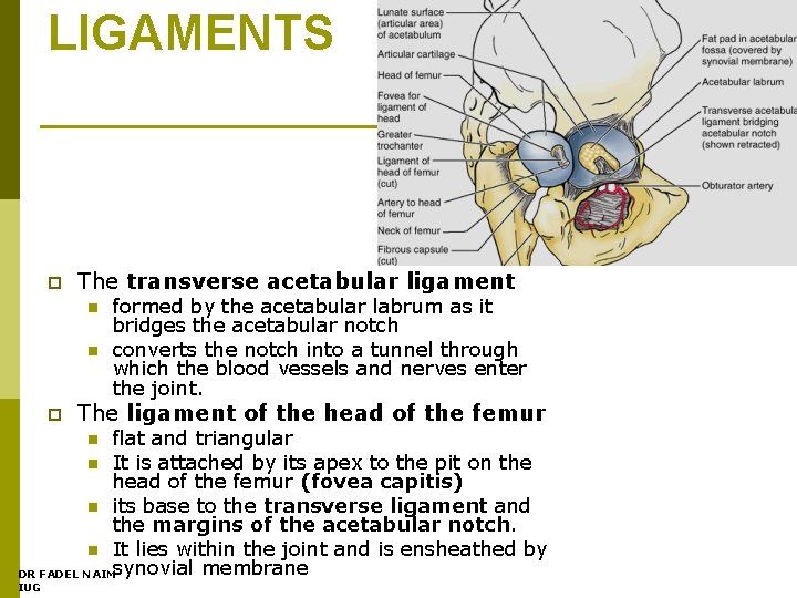 LIGAMENTS p The transverse acetabular ligament n n p formed by the acetabular labrum
