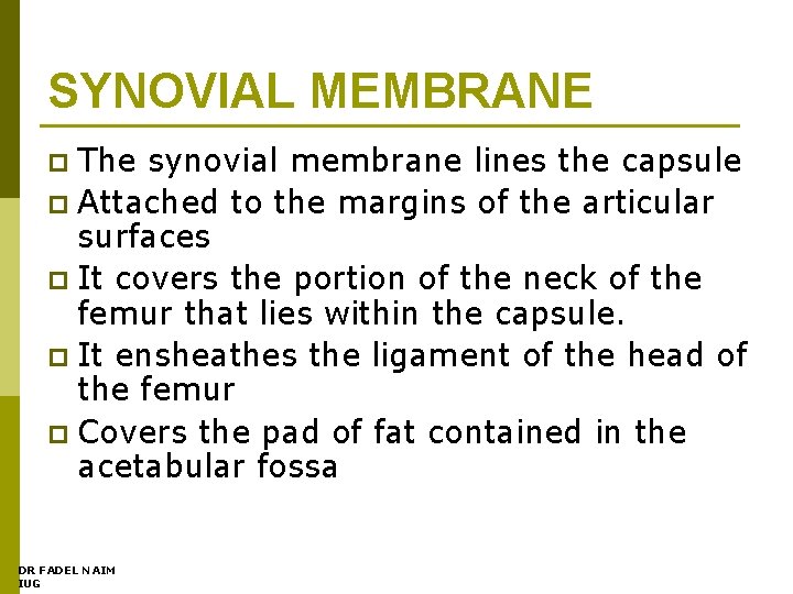 SYNOVIAL MEMBRANE The synovial membrane lines the capsule p Attached to the margins of