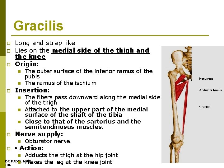 Gracilis p p p Long and strap like Lies on the medial side of