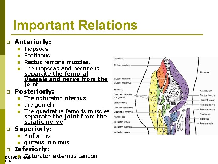 Important Relations p Anteriorly: n n p Posteriorly: n n n p The obturator