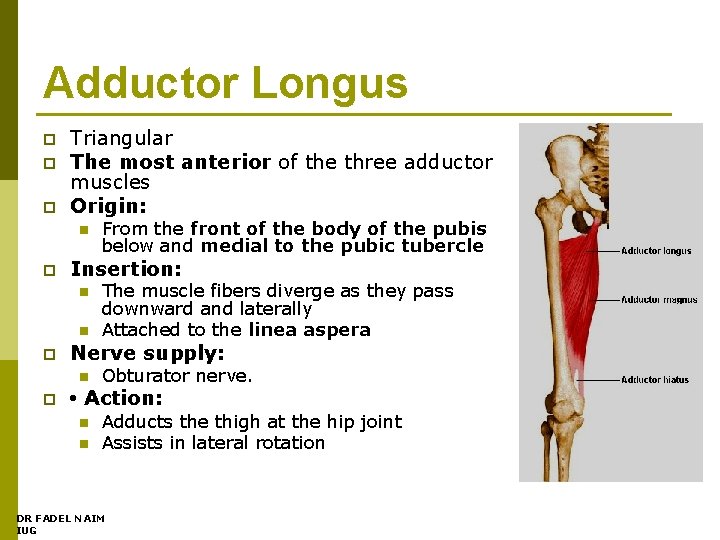 Adductor Longus p p p Triangular The most anterior of the three adductor muscles