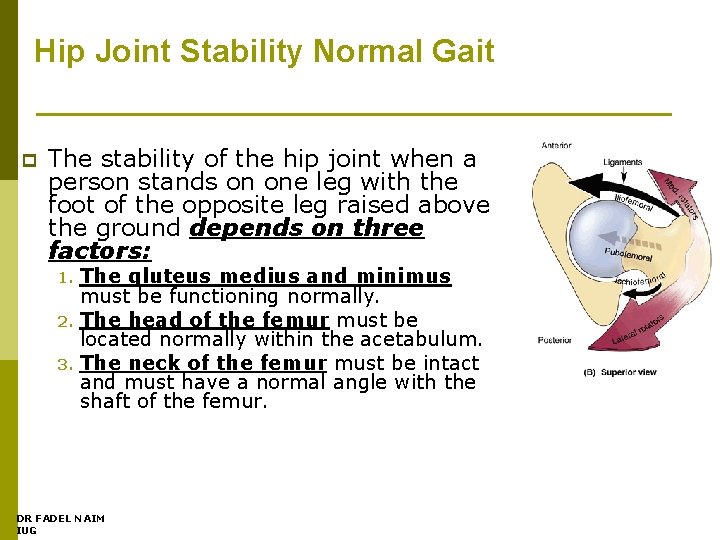 Hip Joint Stability Normal Gait p The stability of the hip joint when a