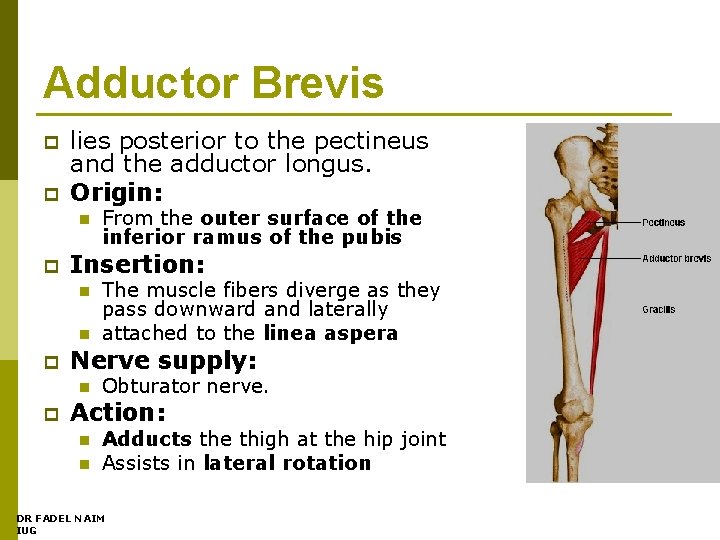 Adductor Brevis p p lies posterior to the pectineus and the adductor longus. Origin: