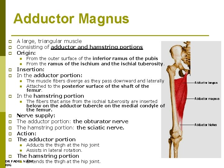 Adductor Magnus p p p A large, triangular muscle Consisting of adductor and hamstring