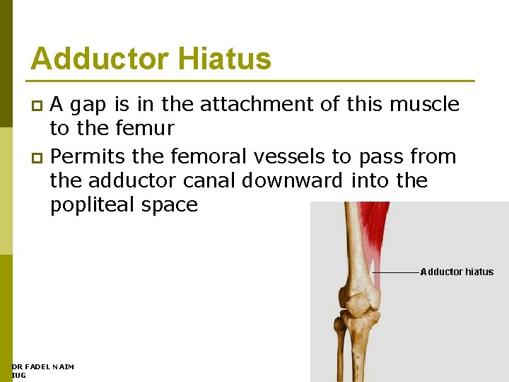 Adductor Hiatus A gap is in the attachment of this muscle to the femur