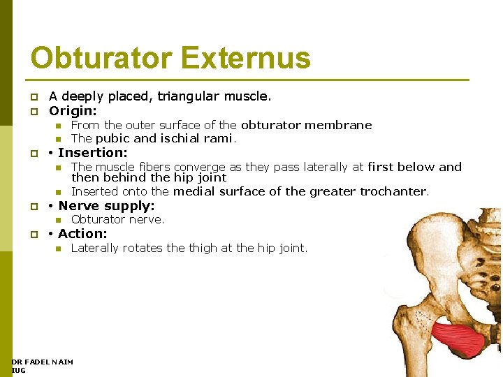 Obturator Externus p p A deeply placed, triangular muscle. Origin: n n p •