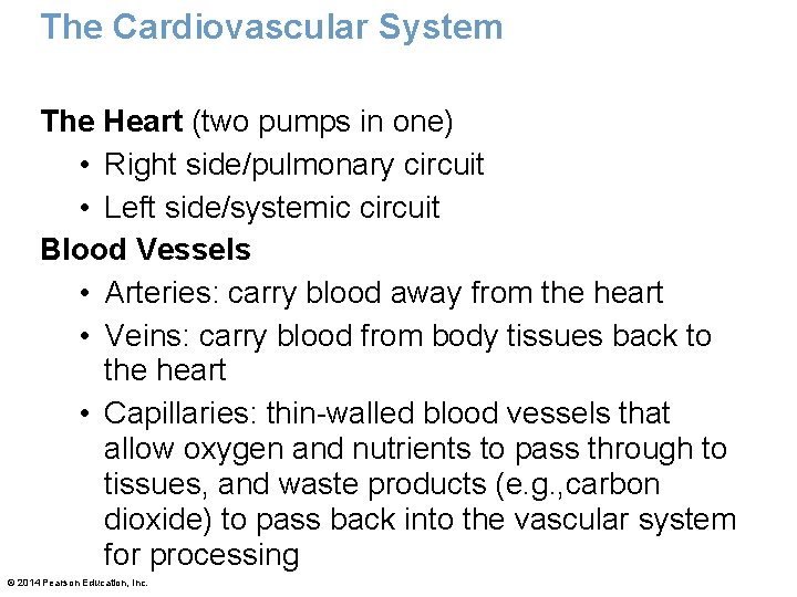 The Cardiovascular System The Heart (two pumps in one) • Right side/pulmonary circuit •