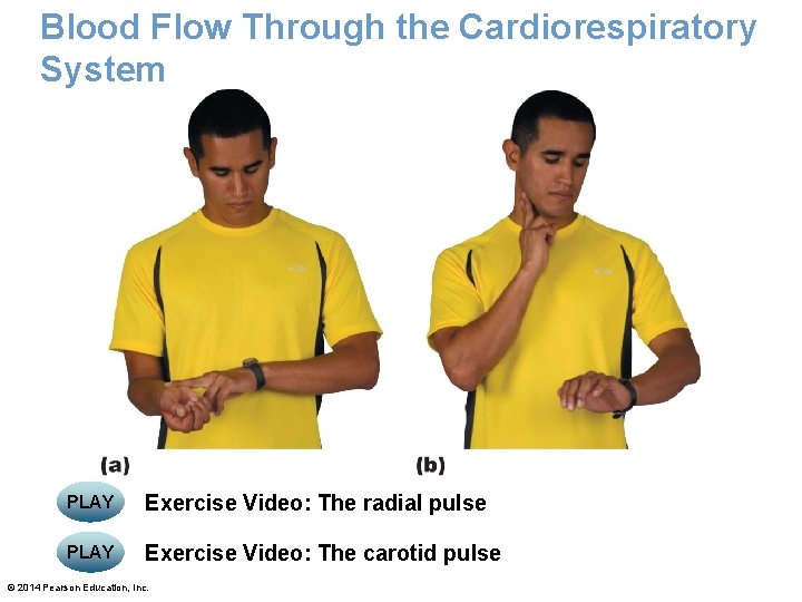 Blood Flow Through the Cardiorespiratory System PLAY Exercise Video: The radial pulse PLAY Exercise