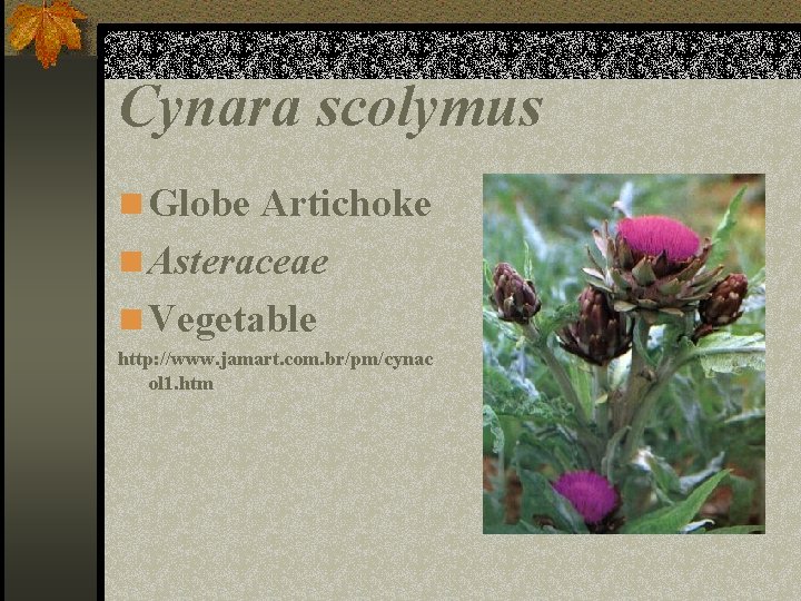 Cynara scolymus n Globe Artichoke n Asteraceae n Vegetable http: //www. jamart. com. br/pm/cynac