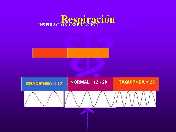 Respiración INSPIRACION : ESPIRACIÓN BRADIPNEA < 12 NORMAL 12 - 20 TAQUIPNEA > 20 Respiración INSPIRACION : ESPIRACIÓN BRADIPNEA < 12 NORMAL 12 - 20 TAQUIPNEA > 20