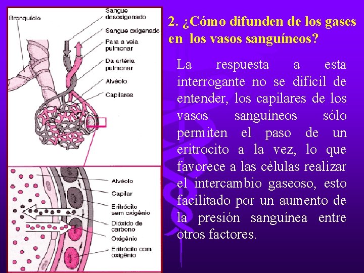 2. ¿Cómo difunden de los gases en los vasos sanguíneos? La respuesta a esta 2. ¿Cómo difunden de los gases en los vasos sanguíneos? La respuesta a esta