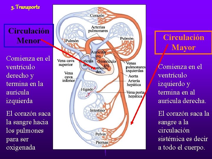 3. Transporte Circulación Menor Circulación Mayor Comienza en el ventrículo derecho y termina en 3. Transporte Circulación Menor Circulación Mayor Comienza en el ventrículo derecho y termina en
